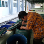 Mengaduk Daun